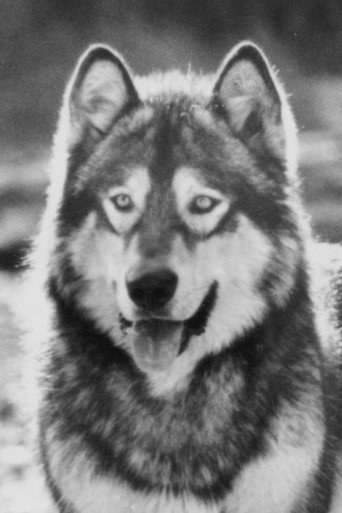 Ảnh của Jed the Wolfdog